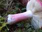 Barnulóhúsú galambgomba (Russula xerampelina), Őrség